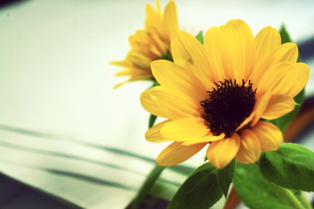 桌面向日葵