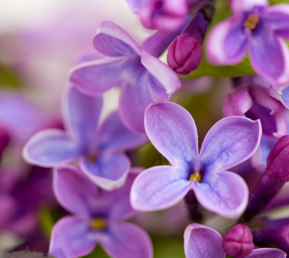 丁香花