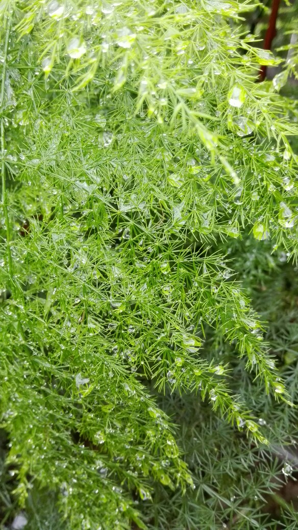 雨后的文竹，叶子水珠BLingling的……