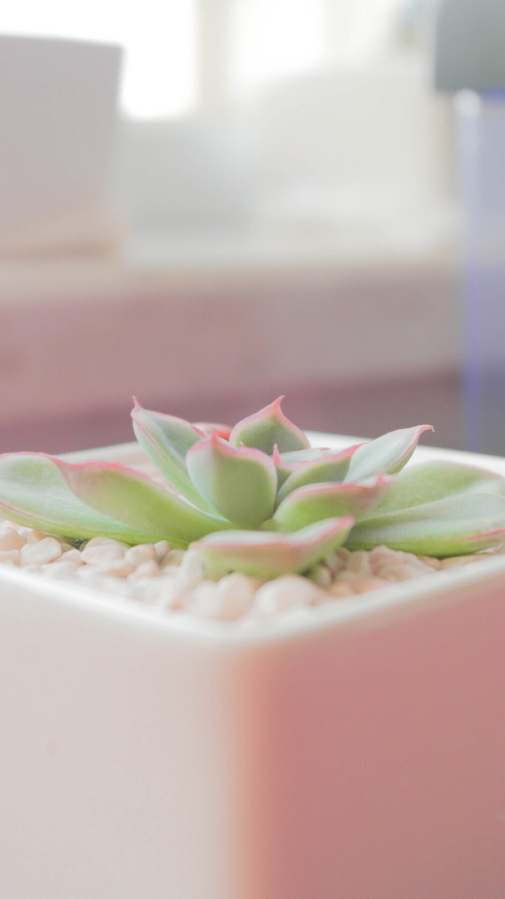 多肉。多浆植物。可爱高清手机壁纸♚