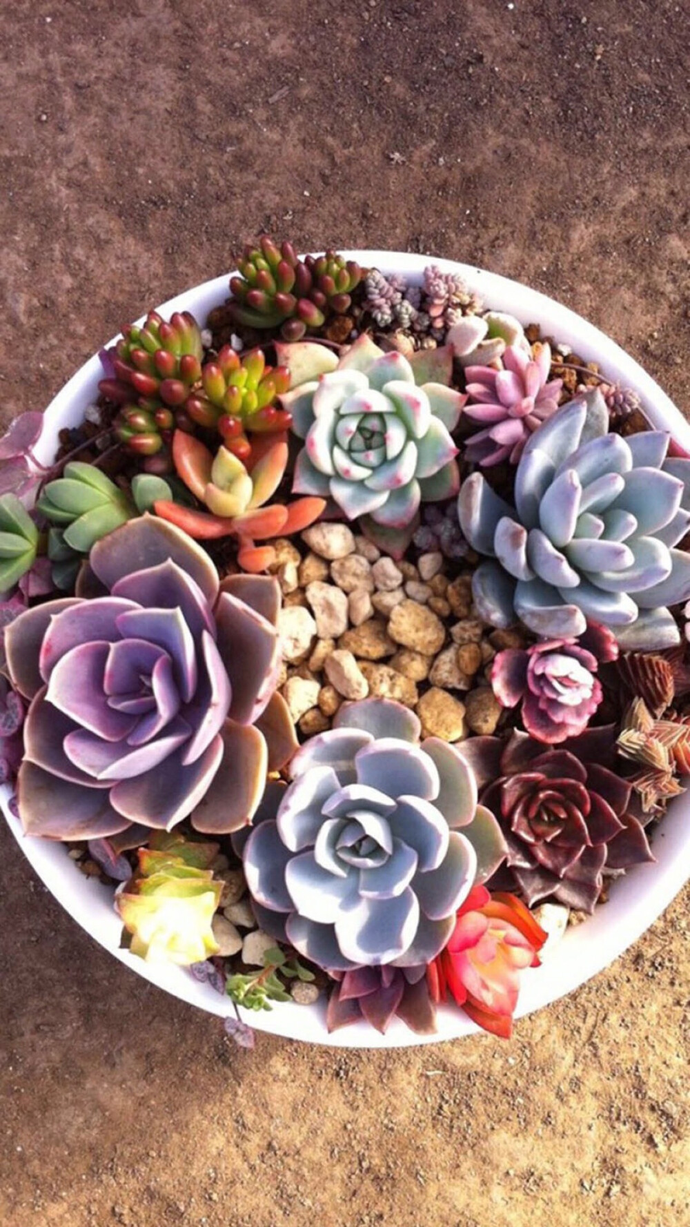 多肉。多浆植物。可爱高清手机壁纸♚