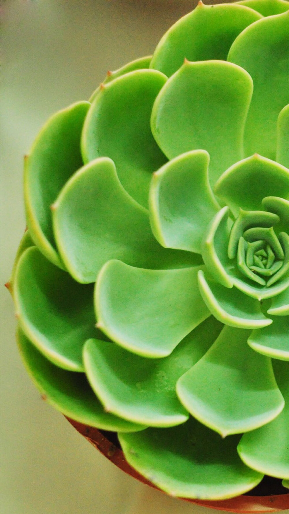 多肉。多浆植物。可爱高清手机壁纸♚