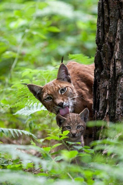 猞猁妈妈带宝宝出来玩儿？