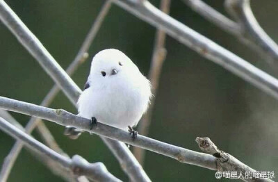  据说这是世界上最萌的鸟，学名银喉长尾山雀，看起来好像糯米团子。@璟无chichu