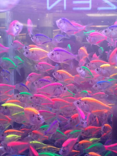 colourful fish.