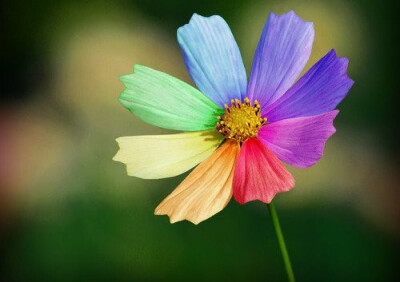 彩虹，梦幻般的花朵(｡･ω･｡)ﾉ♡