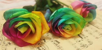 彩虹，瑰丽的玫瑰(｡･ω･｡)ﾉ♡