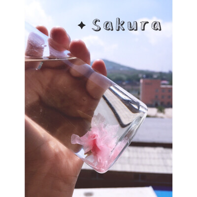 sakura