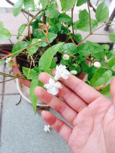 两年前买到单位种植的茉莉花，期间枯黄了好久，经过初夏的雨水后，叶子的脉搏恢复生机，终又开出花来