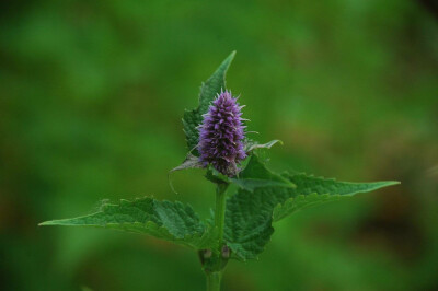 藿香 Agastache rugosa (Fisch. et Mey.) O. Kuntze 唇形科 Labiatae 藿香属