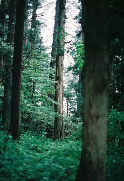 树木成荫，—风景壁纸，