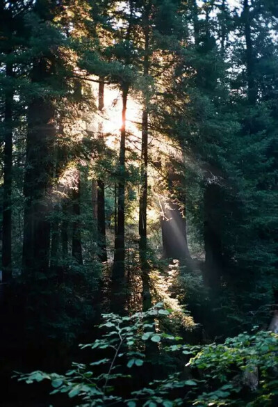 树木成阴，—风景壁纸，