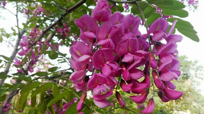 香花槐又名富贵树，拉丁名为：Robinia pseudoacacia cv.idaho 原产于西班牙，属蝶形花科落叶乔木，株高10—12米，树干褐至灰褐色。叶互生，羽状复叶，由7—19 片小叶，叶椭圆形至卵长圆形，长3—6厘米 ，光滑，叶片绿色美观对称 ，深绿色有光泽，青翠碧绿。总状花序，花被红色，有浓郁芳香， 可同时盛开200—500朵小红花，非常壮观美丽。 香花槐叶繁枝茂，树冠开阔，树干笔直，树景壮观， 全株树形自然开张，树态苍劲挺拔，观赏价值极佳。