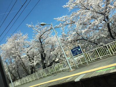 実撮影「春、列車、京都」上桂駅に到着「みのり様」