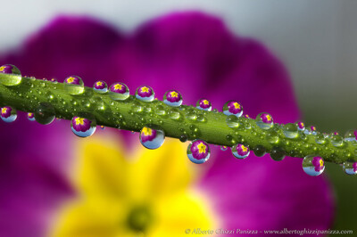 水滴里的花