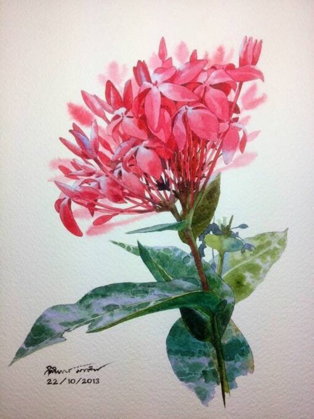 泰国画家Kitipong Ti笔下的绚烂繁花