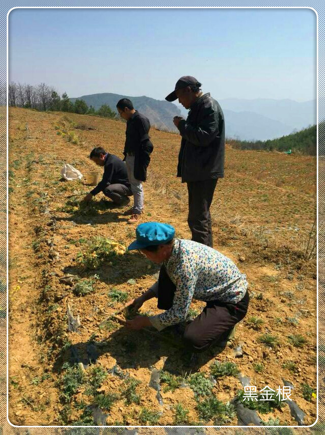 在云南丽江玉龙雪山3500多米的高海拔处，±30℃的昼夜温差，拥有纯天然冰雪融化而成的雪水滋养，原始森林的丰厚营养储备。这种得天独厚的地理条件成就了世界上独一无二的玛咖生长区域。