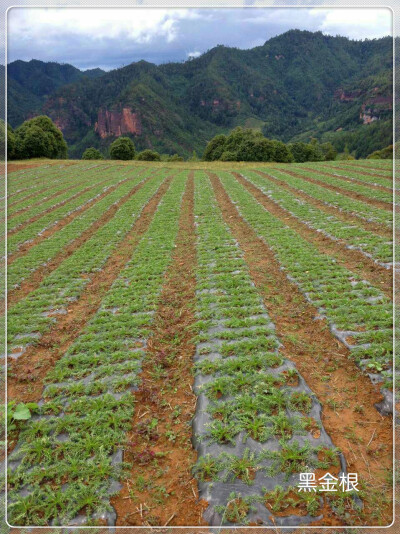 在云南丽江玉龙雪山3500多米的高海拔处，±30℃的昼夜温差，拥有纯天然冰雪融化而成的雪水滋养，原始森林的丰厚营养储备。这种得天独厚的地理条件成就了世界上独一无二的玛咖生长区域。