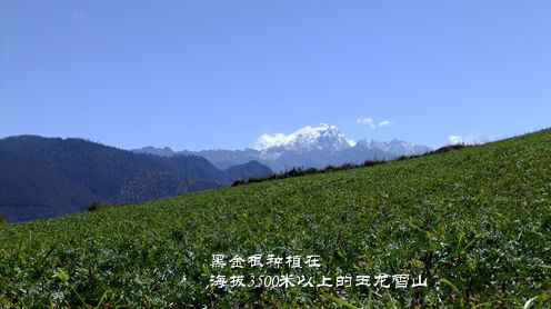 黑金根种植在海拔3500米以上的玉龙雪山上