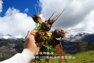 黑金根种植在海拔3500米以上的玉龙雪山上