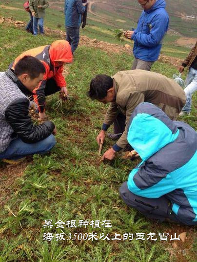 黑金根种植在海拔3500米以上的玉龙雪山上