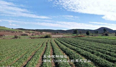 黑金根种植在海拔3500米以上的玉龙雪山上