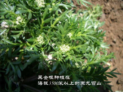 黑金根种植在海拔3500米以上的玉龙雪山上