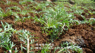 黑金根种植在海拔3500米以上的玉龙雪山上