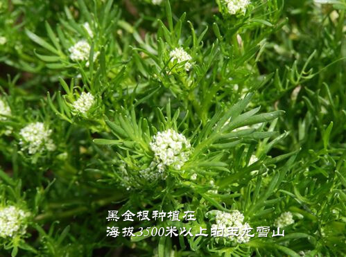 黑金根种植在海拔3500米以上的玉龙雪山上