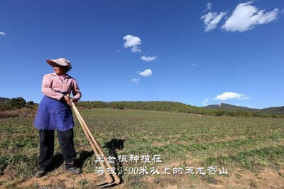 黑金根种植在海拔3500米以上的玉龙雪山上