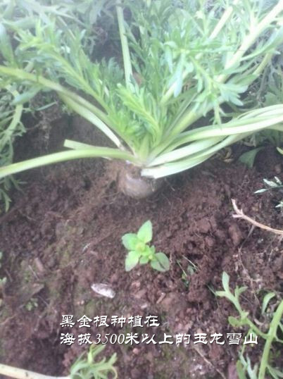 黑金根种植在海拔3500米以上的玉龙雪山上