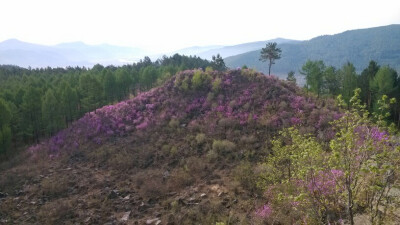 山花