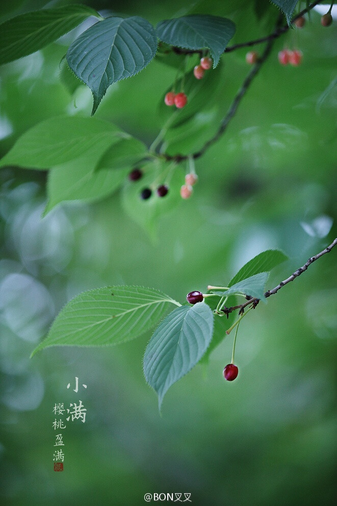 【小满】立夏鵝毛住，小滿雀來全。樱桃红熟，榴花灼灼，苦菜秀逸。小满者，物致于此小得盈满。 摄影@BON叉叉