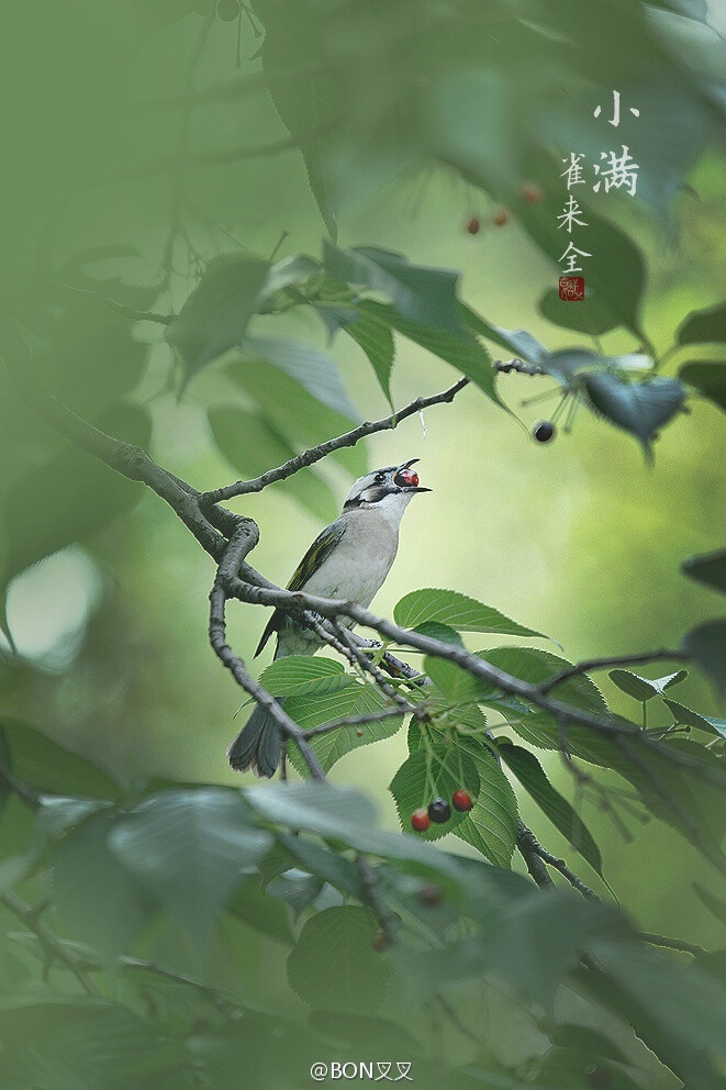 【小滿】立夏鵝毛住，小滿雀來全。櫻桃紅熟，榴花灼灼，苦菜秀逸。小滿者，物致于此小得盈滿。 攝影@BON叉叉