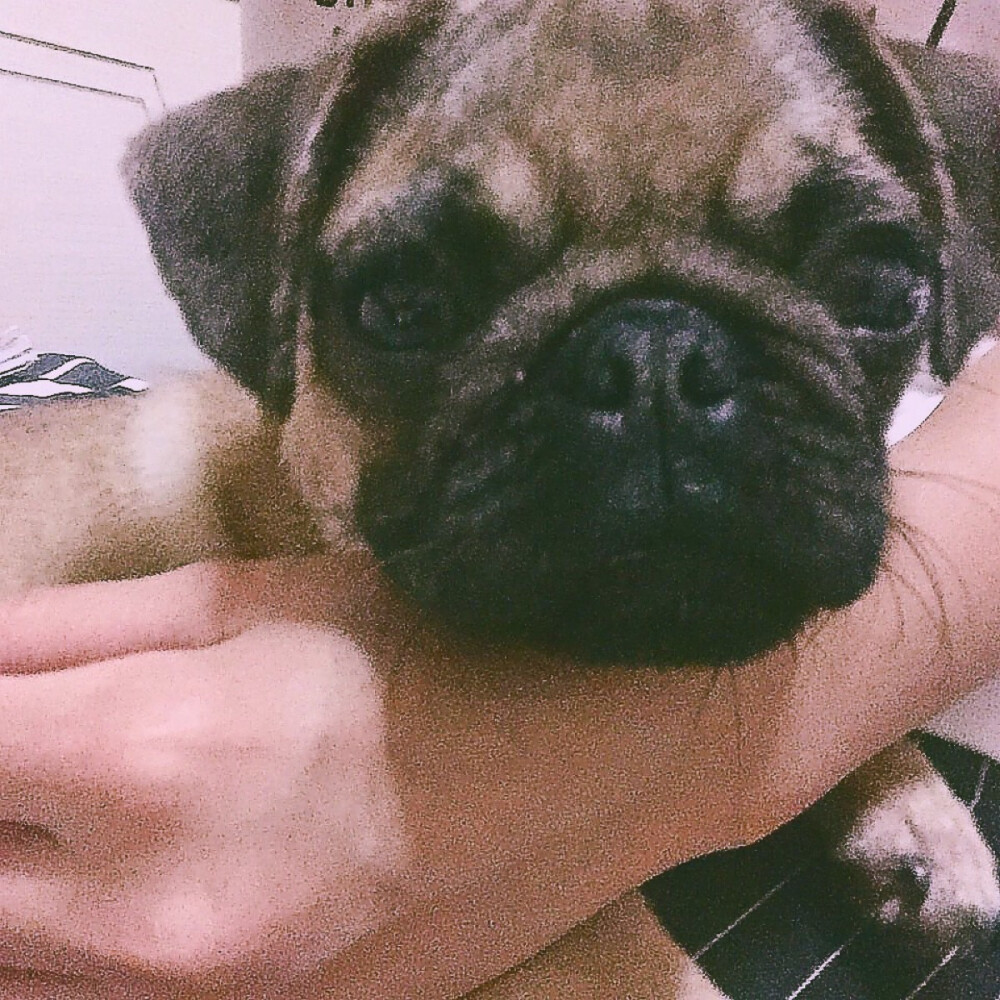 #巴哥 #pug 阿蛋