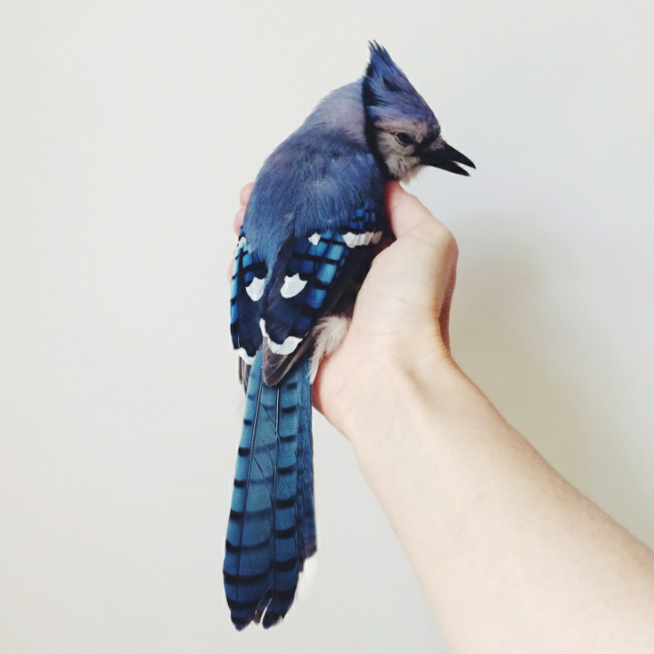 blue jay by Kristen Rickert