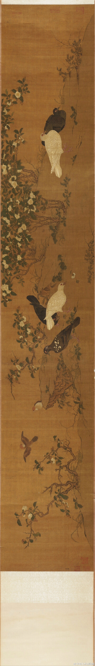 【 明-清 佚名 《茶花勃鸽图》 】卷，纸本设色，32.9×199.7cm，大都会博物馆藏。 明代工笔花鸟以宫廷院体画为一阶段，尤其在宣德年间，主要师从两宋院体，当时边景昭、吕纪都为大家，名重一时，但后继乏人。清代以恽…