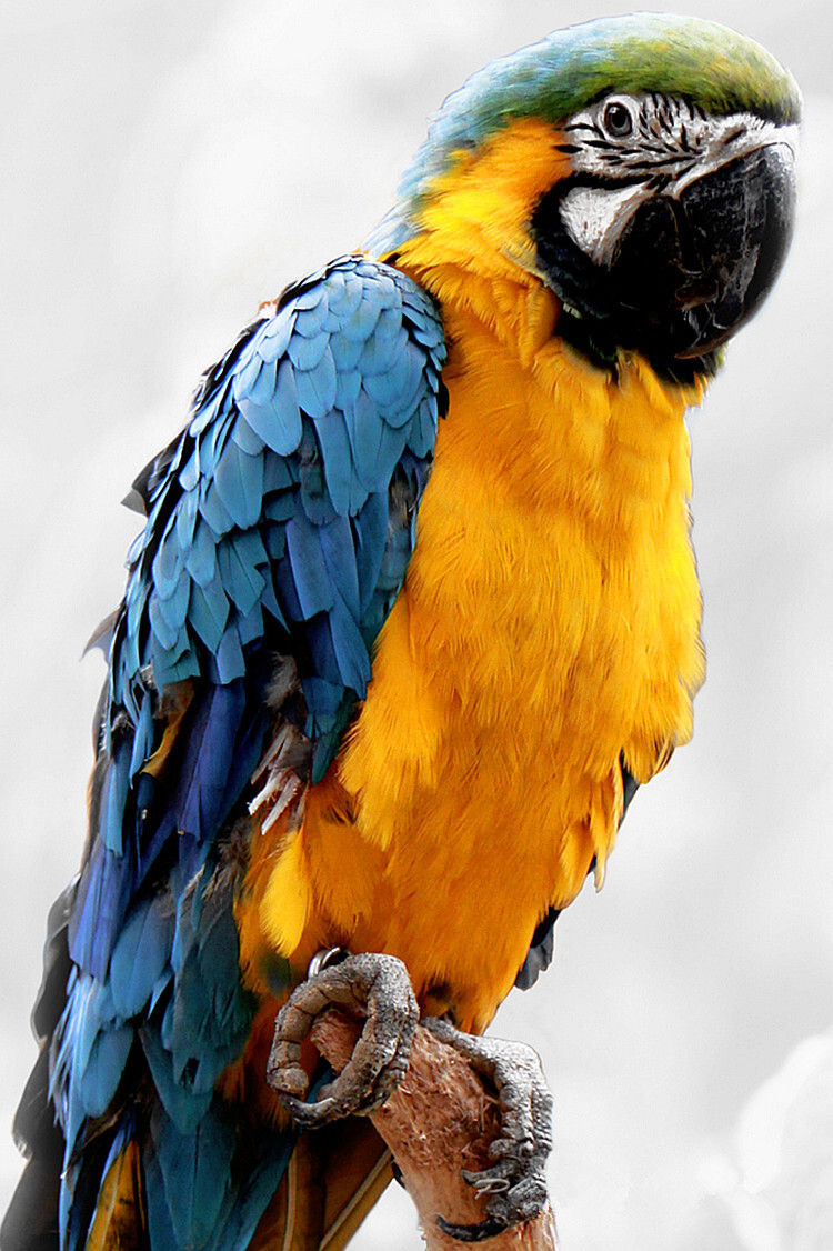 金刚鹦鹉（红绿金刚、蓝黄金刚鹦鹉）：原产于美洲热带地区，是色彩最漂亮，体型最大的鹦鹉之一。每只身价高达3.5万元，最优秀技能当属能够效仿人言。这类大型鹦鹉寿命好几十年，据说丘吉尔的蓝黄(琉璃)金刚活了100多岁，比主人更长寿。