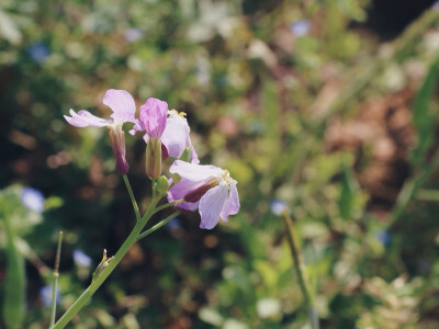 路边小花