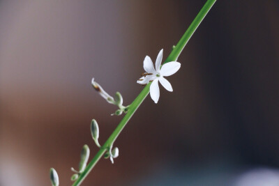 吊兰小花