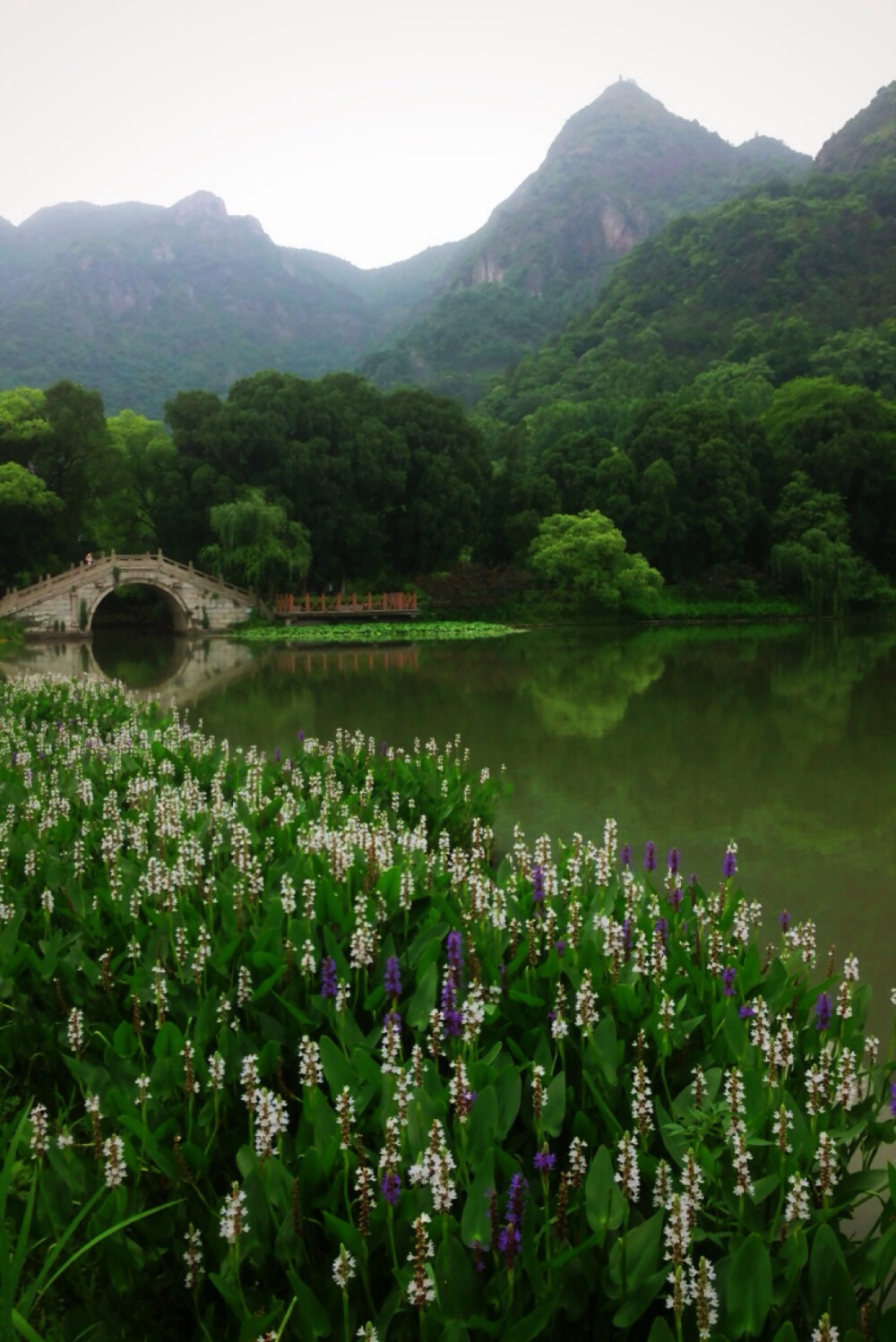 【 水 边 的 梭 鱼 草 】雨久花科梭鱼草属多年生挺水或湿生草本植物，原产北美。在北美的水域里，梭鱼的幼鱼喜欢藏匿其中嬉戏游乐，梭鱼草因此而得名。每到花开时节，叶片翠绿光亮，蓝色的花像飞舞的蓝色小鸟，因此梭鱼草的花语是自由。