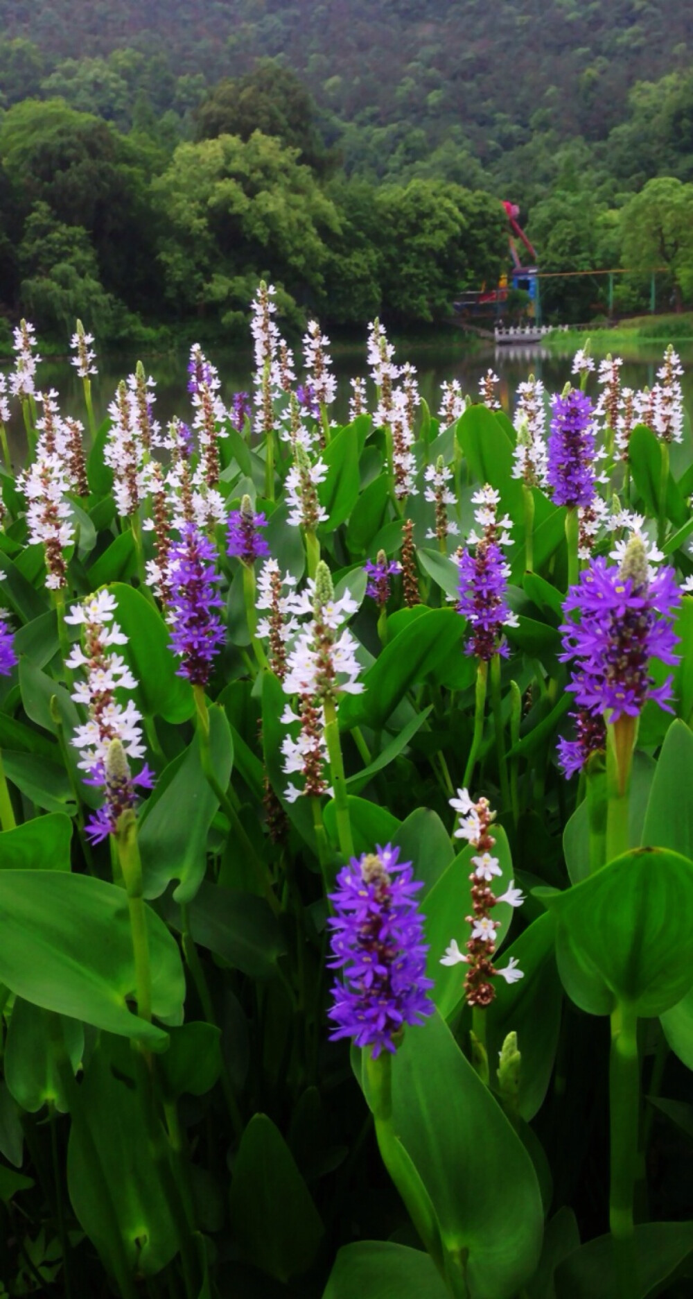 【 水 边 的 梭 鱼 草 】雨久花科梭鱼草属多年生挺水或湿生草本植物，原产北美。在北美的水域里，梭鱼的幼鱼喜欢藏匿其中嬉戏游乐，梭鱼草因此而得名。每到花开时节，叶片翠绿光亮，蓝色的花像飞舞的蓝色小鸟，因此梭鱼草的花语是自由。