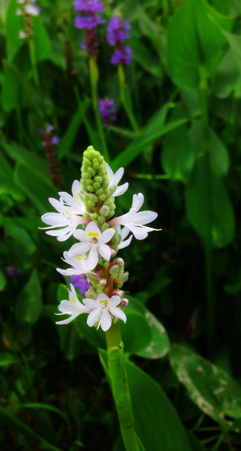 【 水 边 的 梭 鱼 草 】雨久花科梭鱼草属多年生挺水或湿生草本植物，原产北美。在北美的水域里，梭鱼的幼鱼喜欢藏匿其中嬉戏游乐，梭鱼草因此而得名。每到花开时节，叶片翠绿光亮，蓝色的花像飞舞的蓝色小鸟，因此梭鱼草的花语是自由。