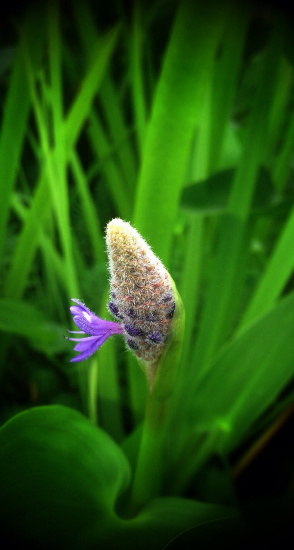 【 水 边 的 梭 鱼 草 】雨久花科梭鱼草属多年生挺水或湿生草本植物，原产北美。在北美的水域里，梭鱼的幼鱼喜欢藏匿其中嬉戏游乐，梭鱼草因此而得名。每到花开时节，叶片翠绿光亮，蓝色的花像飞舞的蓝色小鸟，因此梭鱼草的花语是自由。