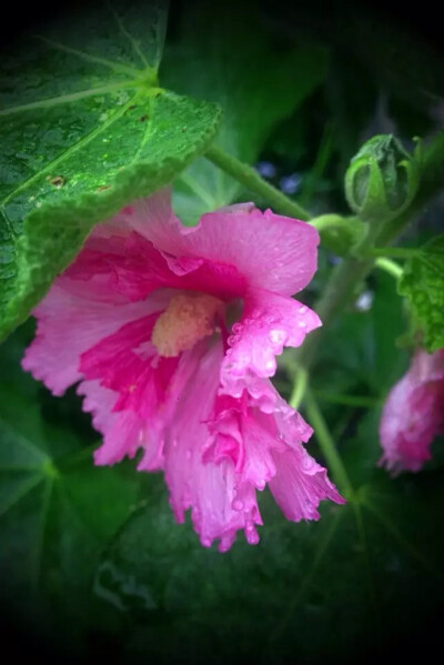 【 雨 〜 蜀 葵 】古有诗云：“花如木槿花相似，叶比芙蓉叶一般。五尺栏杆遮不尽，尚留一半与人看。”指的就是蜀葵。