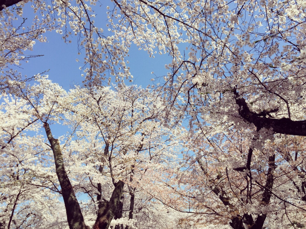 実撮影「春、京都」満天桜「みのり様」