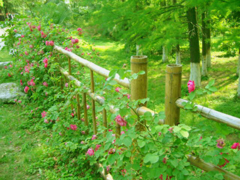  小院青青，花开馥郁