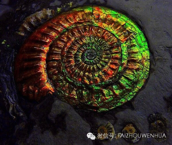 彩斑菊石 (Ammonite)约有8000万年到一亿年以上 ,产于加拿大亚伯达省，因表面光泽间的层距绕射效应，令其呈现独特类似欧泊的变彩。彩斑菊石主要成分为方解石，是一种菊石化石，经数千万年在地底转化而成，后因洛矶山脉地壳变动，才完整呈现于世。