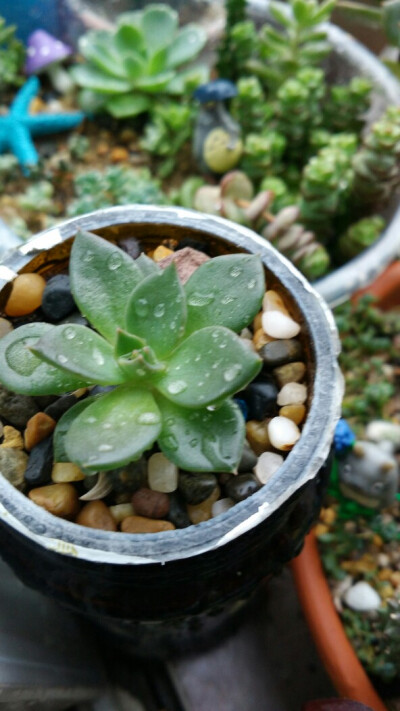 小小的黑王子，因为有了雨水的点缀，变得闪闪惹人爱