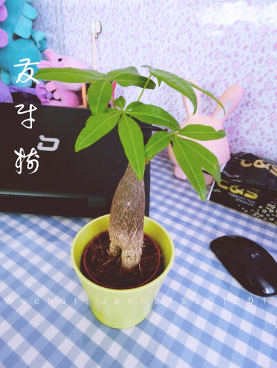 植物